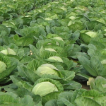 Early cabbage